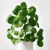 Pilea Peperomioides Live Plant - 2 Money Plants, 5 to 7 Inches Tall, Indoor - Image 1
