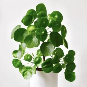 Pilea Peperomioides Live Plant - 2 Money Plants, 5 to 7 Inches Tall, Indoor - Image 6