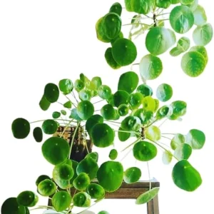 Pilea Peperomioides Live Plant - Chinese Money Plant, 5-7 Inches Tall, Houseplant - Image 4