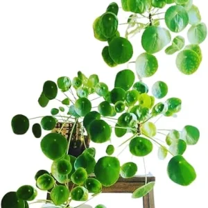Pilea Peperomioides Live Plant - Chinese Money Plant, 5-7 Inches Tall, Houseplant - Image 6