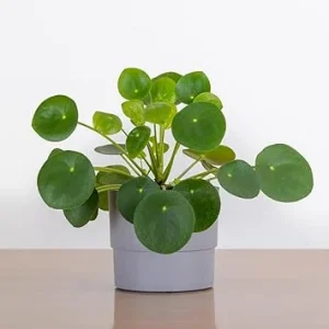 Pilea Peperomioides Live Plant - Money Plant, 3 Inch Pot, Indoor - Image 2