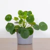 Pilea Peperomioides Live Plant - Money Plant, 3 Inch Pot, Indoor - Image 1