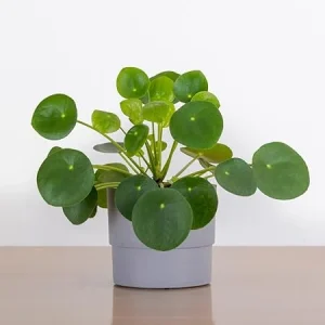 Pilea Peperomioides Live Plant - Money Plant, 3 Inch Pot, Indoor - Image 1