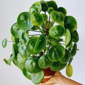 Pilea Peperomioides Live Plant - Money Plant, 5-7 Inch Height, Indoor/Outdoor Houseplant - Image 7