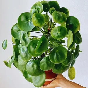Pilea Peperomioides Live Plant - Money Plant, 5-7 Inch Height, Indoor/Outdoor Houseplant - Image 1