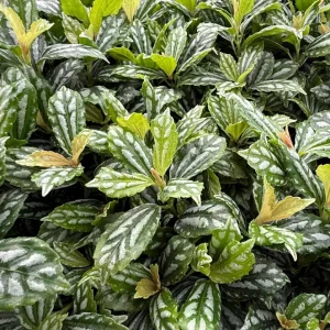 Pilea Watermelon Live Houseplant – 4 inch Pot – Indoor Foliage Plant - Image 3