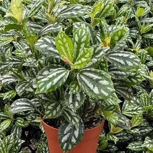 Pilea Watermelon Live Houseplant – 4 inch Pot – Indoor Foliage Plant - Image 1