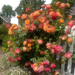 Pinata Climbing Rose Live Plant - Golden Yellow Orange Fragrant Shrub Vine 5-8