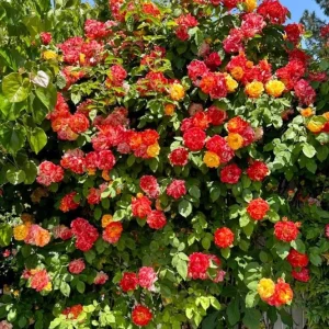 Pinata Climbing Rose Live Plant - Golden Yellow Orange Fragrant Shrub Vine 5-8