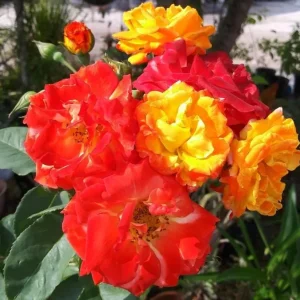 Pinata Climbing Rose Live Plant - Golden Yellow Orange Fragrant Shrub Vine 5-8