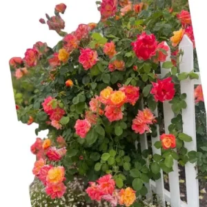 Pinata Climbing Rose Live Plant - Golden Yellow Orange Fragrant Shrub Vine 5-8