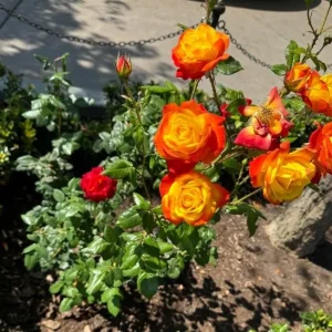 Pinata Climbing Rose Live Plant - Golden Yellow Orange Fragrant Shrub Vine 5-8