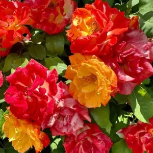 Pinata Climbing Rose Live Plant - Golden Yellow Orange Fragrant Shrub Vine 5-8