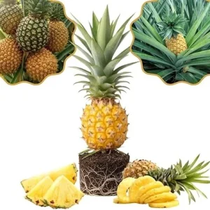 Pineapple Gold Live Plant – 4-8 Inches Tall Tropical Fruit Tree – Outdoor - Image 3