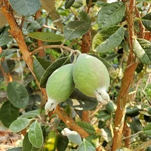 Pineapple Guava Live Plants - Set of 2, 4-8 Inches Tall, Outdoor - Image 5