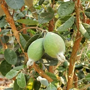 Pineapple Guava Live Plants - Set of 2, 4-8 Inches Tall, Outdoor - Image 1