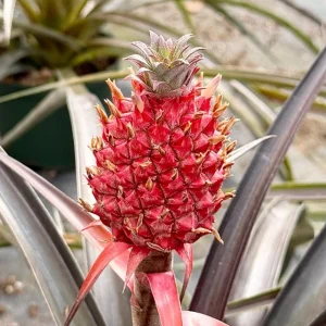 Pineapple Live Plant – Tropical Fruit Plant – 6 inch Pot – Indoor/Outdoor - Image 2