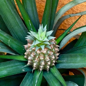 Pineapple Live Plant – Tropical Fruit Plant – 6 inch Pot – Indoor/Outdoor - Image 5
