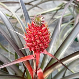 Pineapple Live Plant – Tropical Fruit Plant – 6 inch Pot – Indoor/Outdoor - Image 1