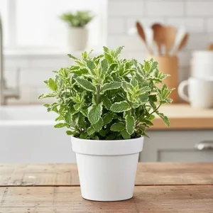 Pineapple Mint Live Plant 4-6