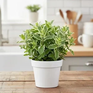 Pineapple Mint Live Plant 4-6