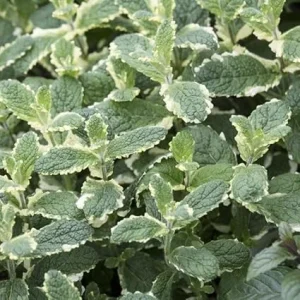 Pineapple Mint Live Plant – 4 inch Pot – Aromatic Herb, Indoor/Outdoor - Image 7