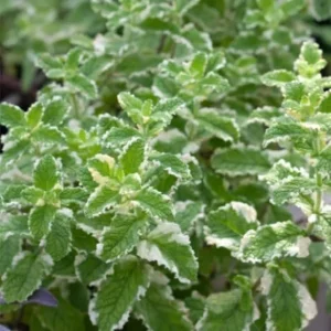 Pineapple Mint Live Plant – Aromatic Herb, 4 Inch Pot, Zones 4-11 - Image 4