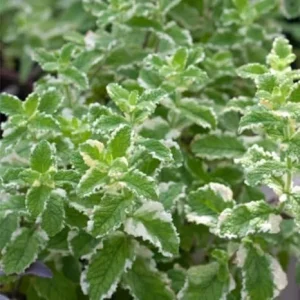 Pineapple Mint Live Plant – Aromatic Herb, 4 Inch Pot, Zones 4-11 - Image 6