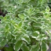 Pineapple Mint Live Plant – Aromatic Herb, 4 Inch Pot, Zones 4-11 - Image 1