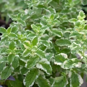 Pineapple Mint Live Plant – Aromatic Herb, 4 Inch Pot, Zones 4-11 - Image 1