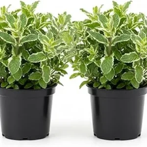 Pineapple Mint Live Plant – Set of 2, 4-6 Inches, Perennial Herb, Indoor/Outdoor - Image 1