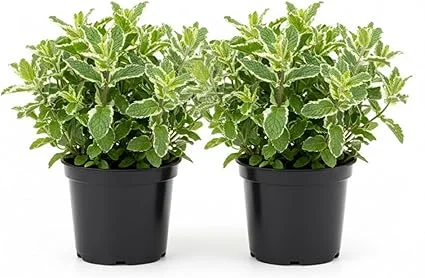 Pineapple Mint Live Plant – Set of 2, 4-6 Inches, Perennial Herb, Indoor/Outdoor - Image 2