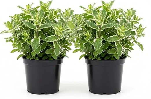 Pineapple Mint Live Plant – Set of 2, 4-6 Inches, Perennial Herb, Indoor/Outdoor - Image 3