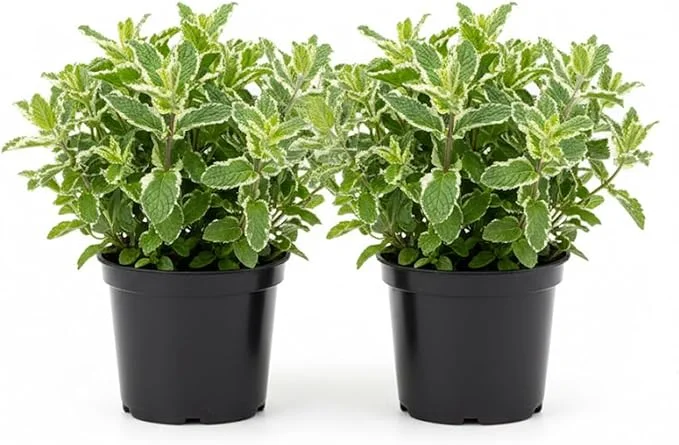 Pineapple Mint Live Plant – Set of 2, 4-6 Inches, Perennial Herb, Indoor/Outdoor - Image 4