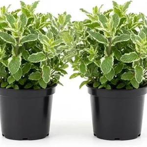 Pineapple Mint Live Plant – Set of 2, 4-6 Inches, Perennial Herb, Indoor/Outdoor - Image 5