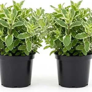 Pineapple Mint Live Plant – Set of 2, 4-6 Inches, Perennial Herb, Indoor/Outdoor - Image 7