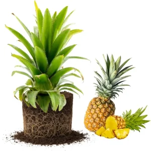 Pineapple Plants Live - Set of 2 White Jade Tropical Fruit Shrubs, 4-8 Inch Tall, Outdoor - Image 2