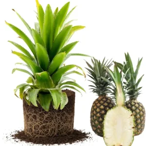 Pineapple Plants Live - Set of 2 White Jade Tropical Fruit Shrubs, 4-8 Inch Tall, Outdoor - Image 3