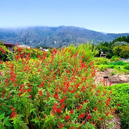 Pineapple Salvia Live Plant in 4 inch Pot - Red Salvia Sage Perennial - Image 6