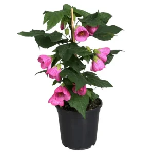 Pink Abutilon Live Plant – Flowering Maple, Lantern Flowers, 5-8 inches Tall, Outdoor/Indoor - Image 1
