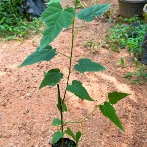 Pink Abutilon Live Plant – Flowering Maple, Lantern Flowers, 5-8 inches Tall, Outdoor/Indoor - Image 2