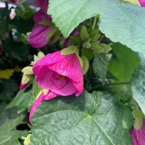 Pink Abutilon Live Plant – Flowering Maple, Lantern Flowers, 5-8 inches Tall, Outdoor/Indoor - Image 3