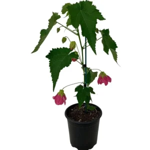 Pink Abutilon Live Plant – Flowering Maple, Lantern Flowers, 5-8 inches Tall, Outdoor/Indoor - Image 4