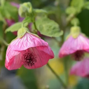 Pink Abutilon Live Plant – Flowering Maple, Lantern Flowers, 5-8 inches Tall, Outdoor/Indoor - Image 6