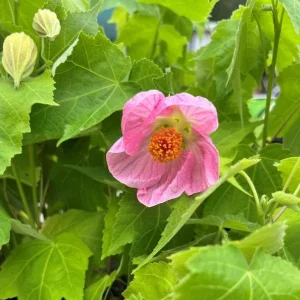 Pink Abutilon Live Plant – Flowering Maple, Lantern Flowers, 5-8 inches Tall, Outdoor/Indoor - Image 7