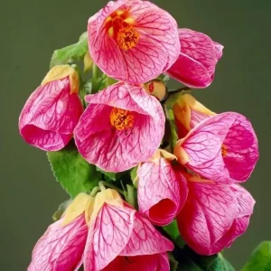 Pink Abutilon Live Plant – Flowering Maple, Lantern Flowers, 5-8 inches Tall, Outdoor/Indoor - Image 8