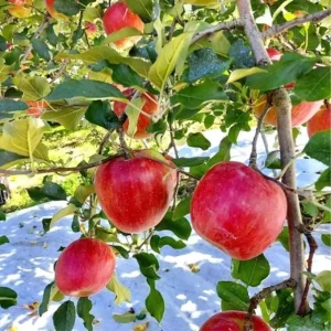 Pink Apple Tree Live Plant, 24 Inch Tall, Dwarf Fruit Tree, Zones 4-9 - Image 3
