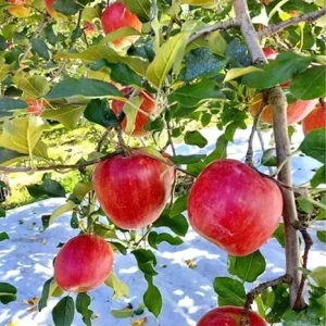 Pink Apple Tree Live Plant, 24 Inch Tall, Dwarf Fruit Tree, Zones 4-9 - Image 6