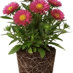 Pink Aster Live Plant, Perennial, 5-7 Inches Tall, Vibrant Blooms, Indoor/Outdoor - Image 7