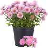 Pink Aster Live Plant - Perennial Flower, 5-7 Inches Tall, USDA Zones 3-8 - Image 1